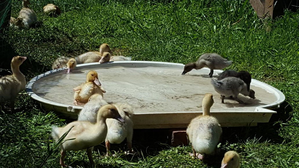 Ducklings!