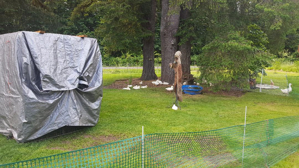 Ducks in the front yard