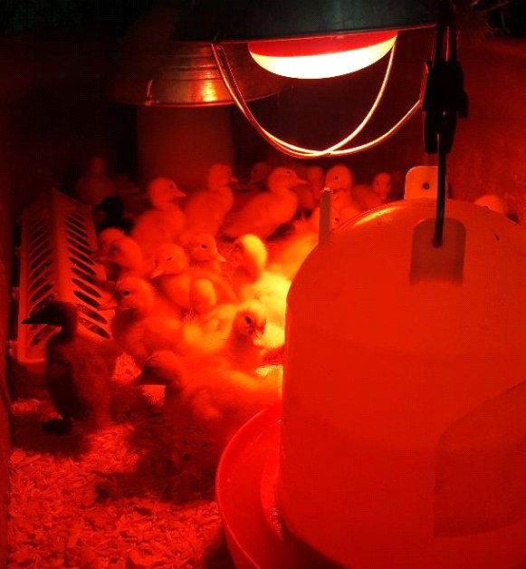 Ducks under a heatlamp
