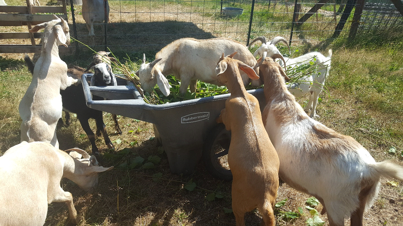 Three goats climbing on a wheelbarrow