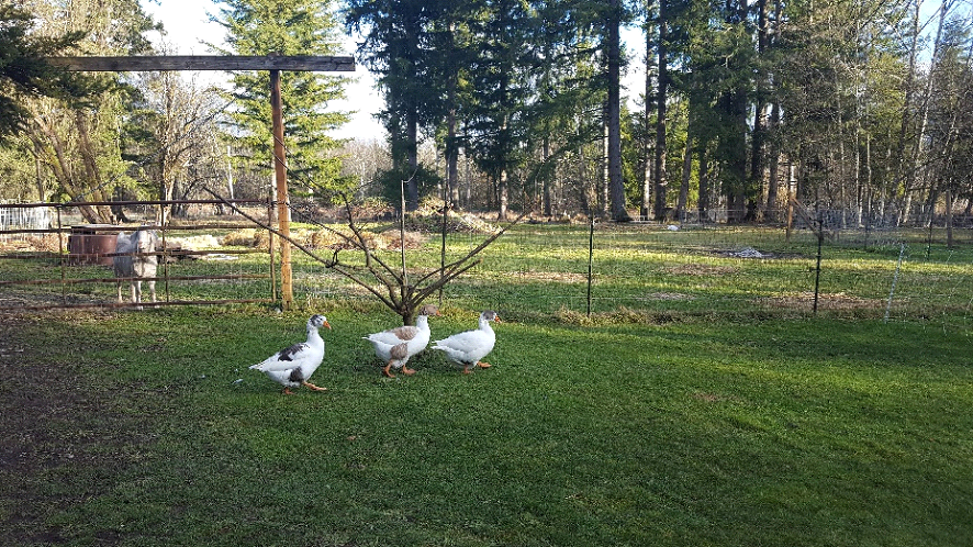 Pomeranian Saddleback Geese