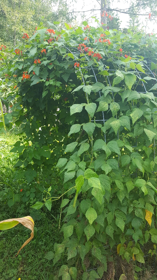 Scarlet Runner beans