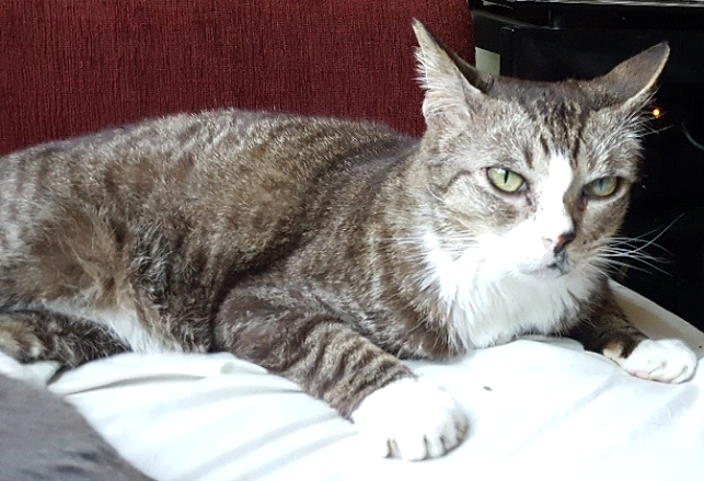 Flip is not impressed with the heat